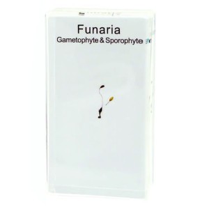 Funaria Gametophyte & Sporophyte